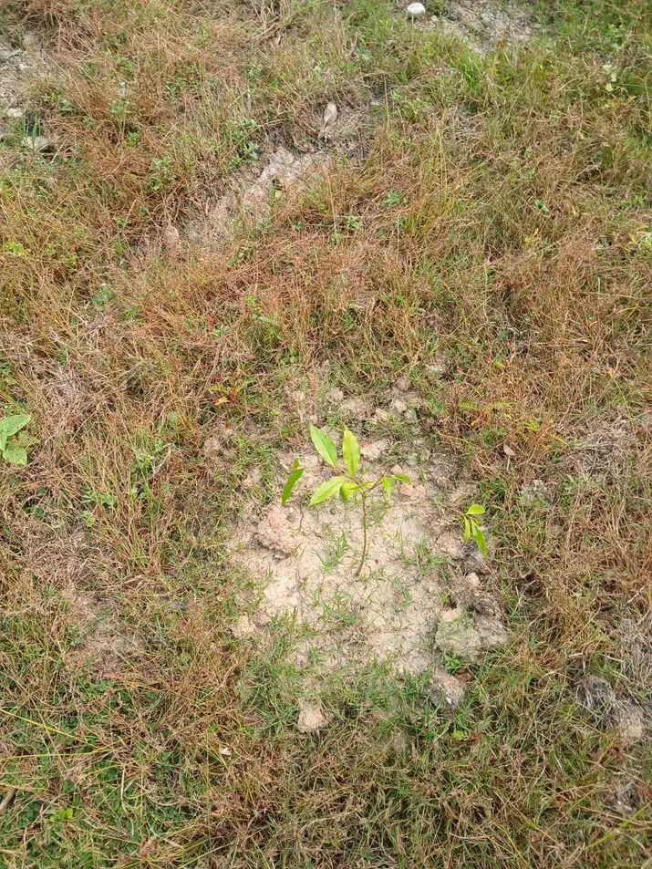 Agarwood Plantation Program image